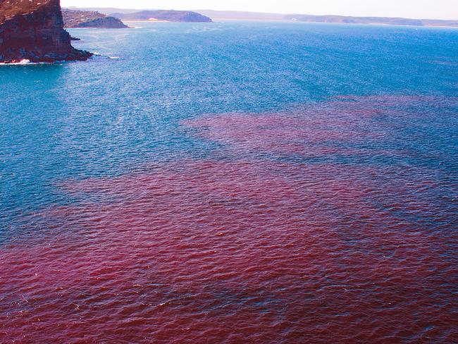 A red algal bloom just off North Head in 2006.