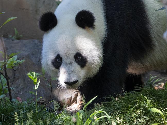 Funi December 16, 2019 at Adelaide Zoo.Picture: Adrian Mann