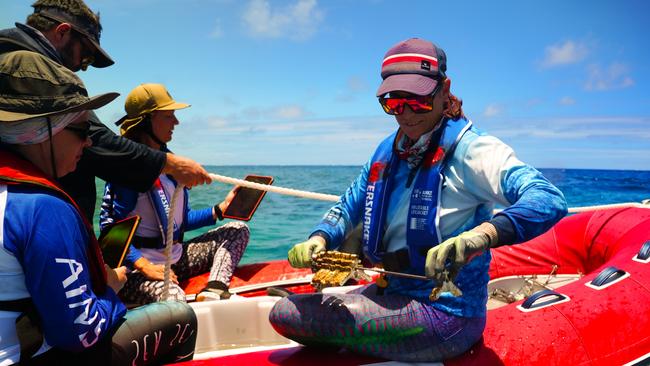 Marine biologists check the development of coral larvae at specially designed pools situated on Agincourt Reef. Photo: Supplied.