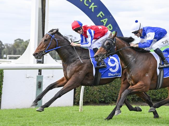Trainer David Payne thinks Sacro Catino can make a mockery of his big price when he steps out at Royal Randwick on Saturday. Picture: Bradley Photos