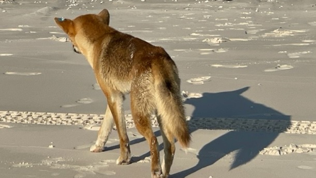 One of the wongari involved in the incident was collared (not pictured). Picture: Queensland Department of Environment and Science