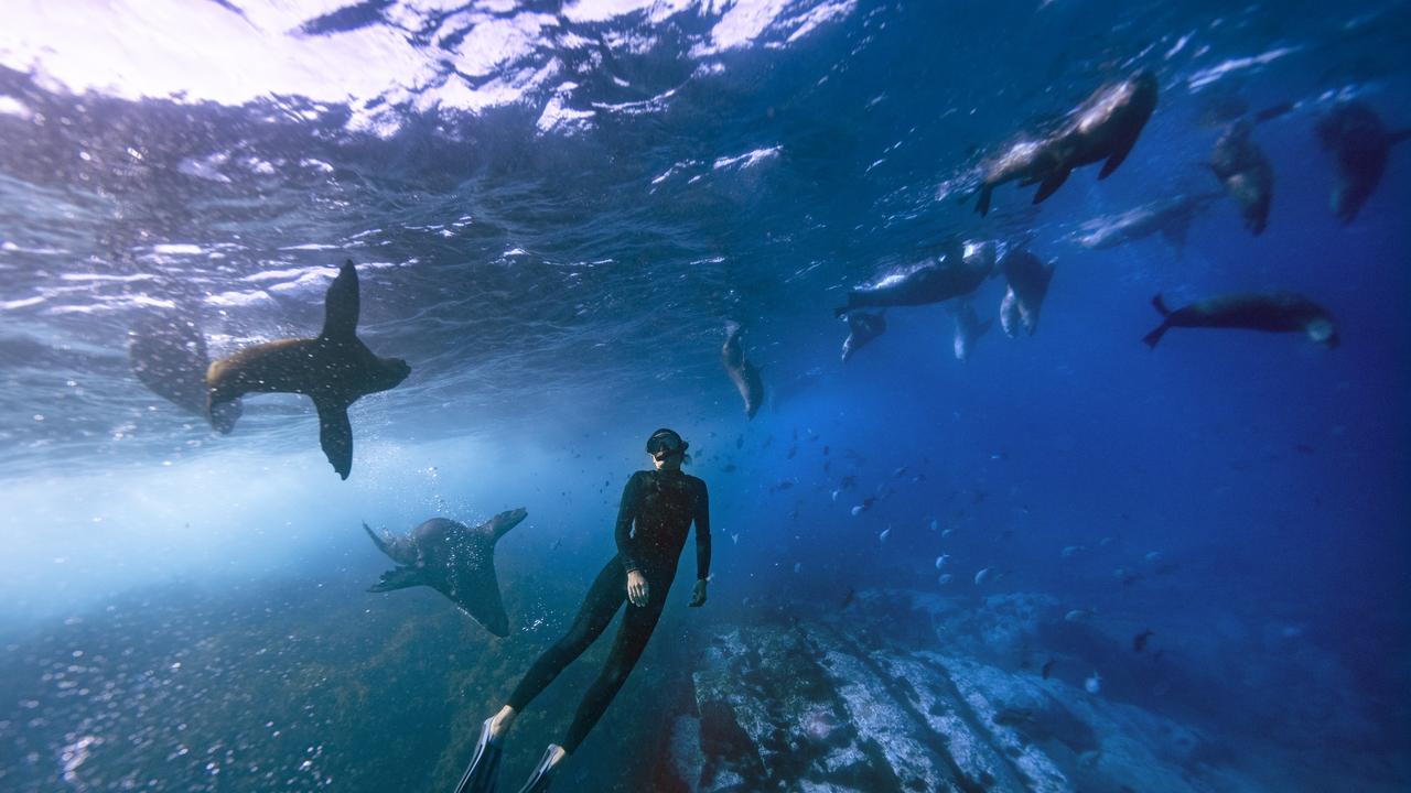 Demand grows for seal diving on NSW’s south coast | The Australian