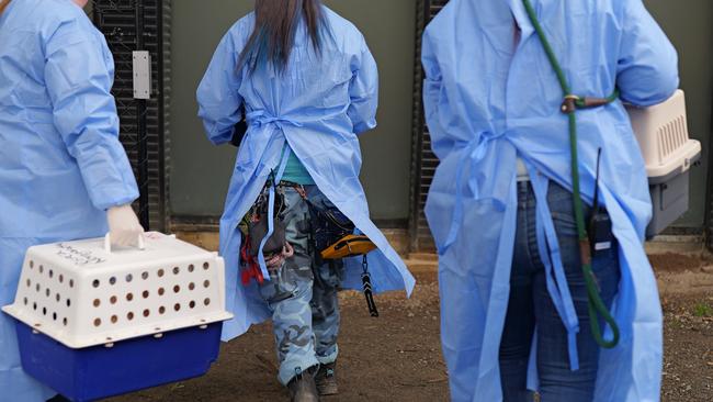 Almost 30 dogs and puppies were seized from a Macedon Ranges Shire property as part of a major investigation into alleged illegal dog breeding. Picture: RSPCA