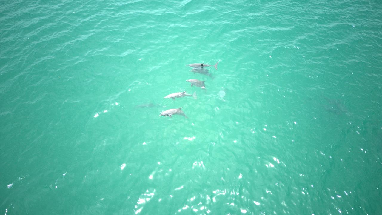 A pod of Coastal Bottle Nose Dolphins near Croker. Picture: Charles Darwin University / Supplied.