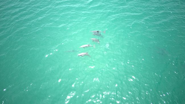 A pod of Coastal Bottle Nose Dolphins near Croker. Picture: Charles Darwin University / Supplied.