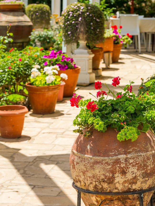 Colourful geraniums look great in pots.