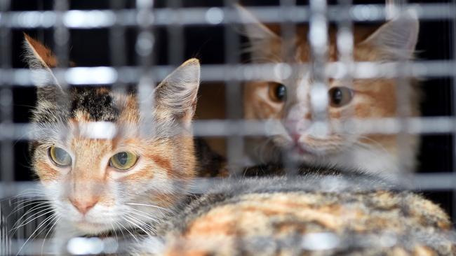 Most feral cats have been found in urban areas. Pic: AAP Image/Troy Snook