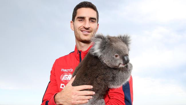 Adelaide United’s Iacopo La Rocca with a Honey the koala near the Glenelg jetty. He is becoming an Australian. 01/12/16 Picture: Stephen Laffer