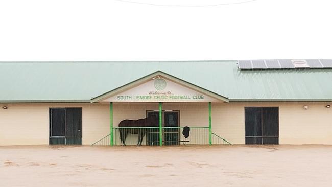 A horse seeks refuge on the veranda (second level) of the South Lismore FC clubhouse during the peak of the 14.4m flood in February and March. Photo: Football Far North Coast.