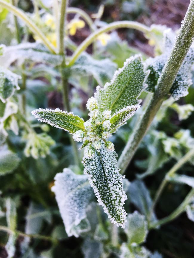 Frost affected canola. Picture: Kelly Angel