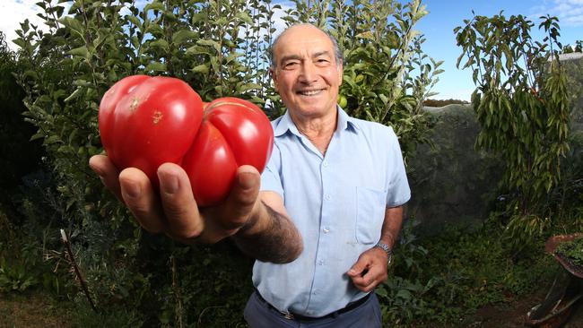 Liberatore Allocca 72 of West Hobart has grown a tomato that weighs 825gm. Liberatore is a life time gardener and this is the largest tomato he has ever grown. Picture: NIKKI DAVIS-JONES