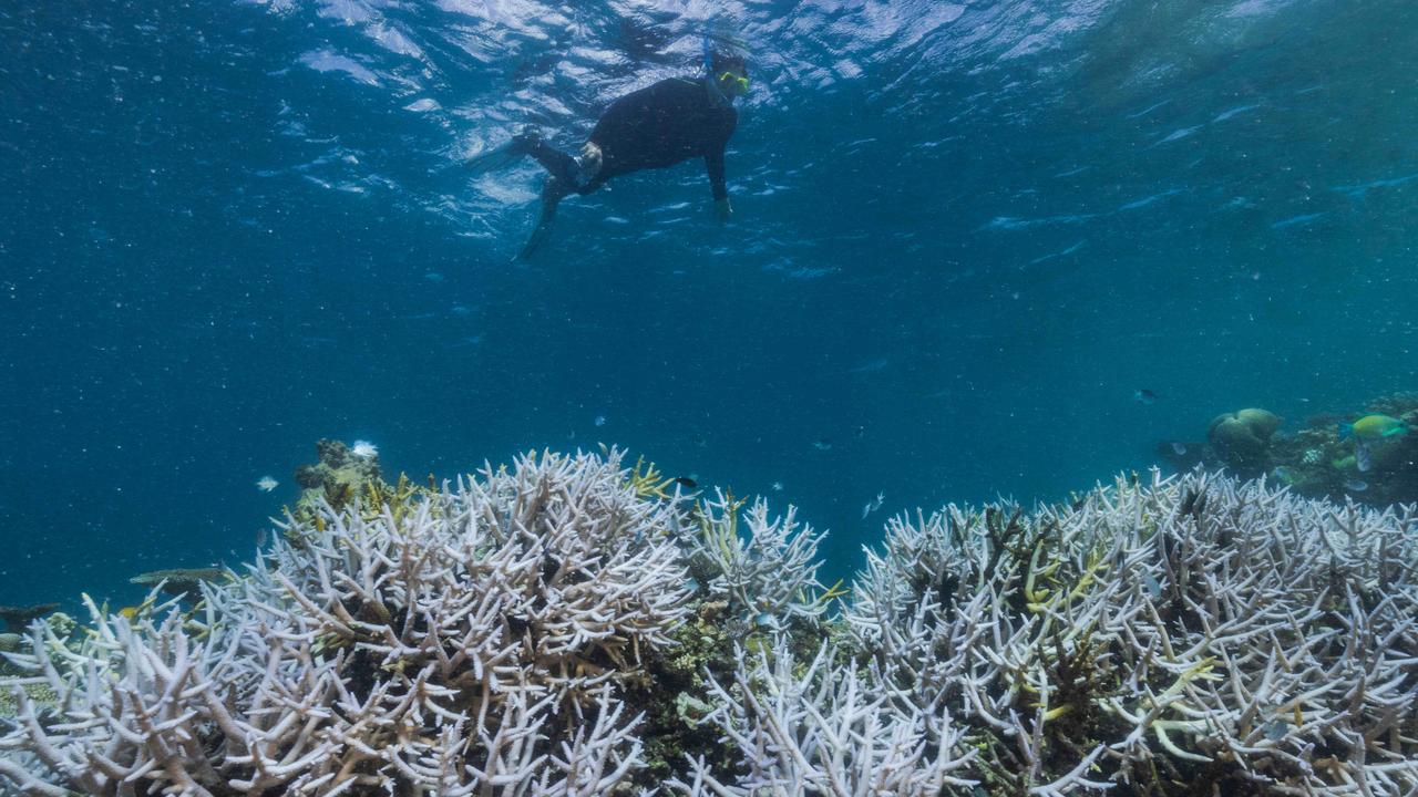 UN World Heritage Committee report could land Reef on danger list ...