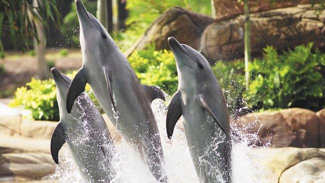 Dolphins perform in the marine stadium at Sea World on the Gold Coast.