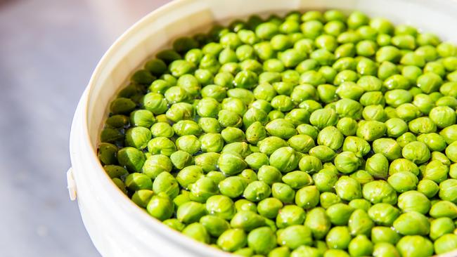 Capers on Bunya Red Farm. Pictures: Nancy Jayde Photography