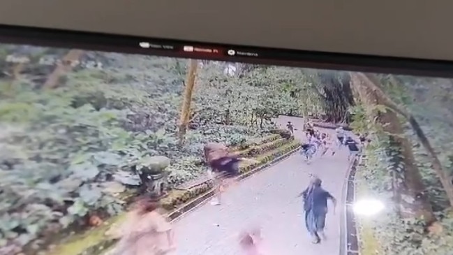 Heavy rains caused a large tree to fall in Monkey Forest, in Ubud, in Bali on Tuesday. Picture: pawangnya_info