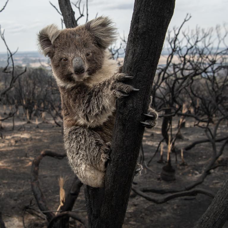 Australian wildlife endangered after bushfires destroy habitat |   — Australia's leading news site