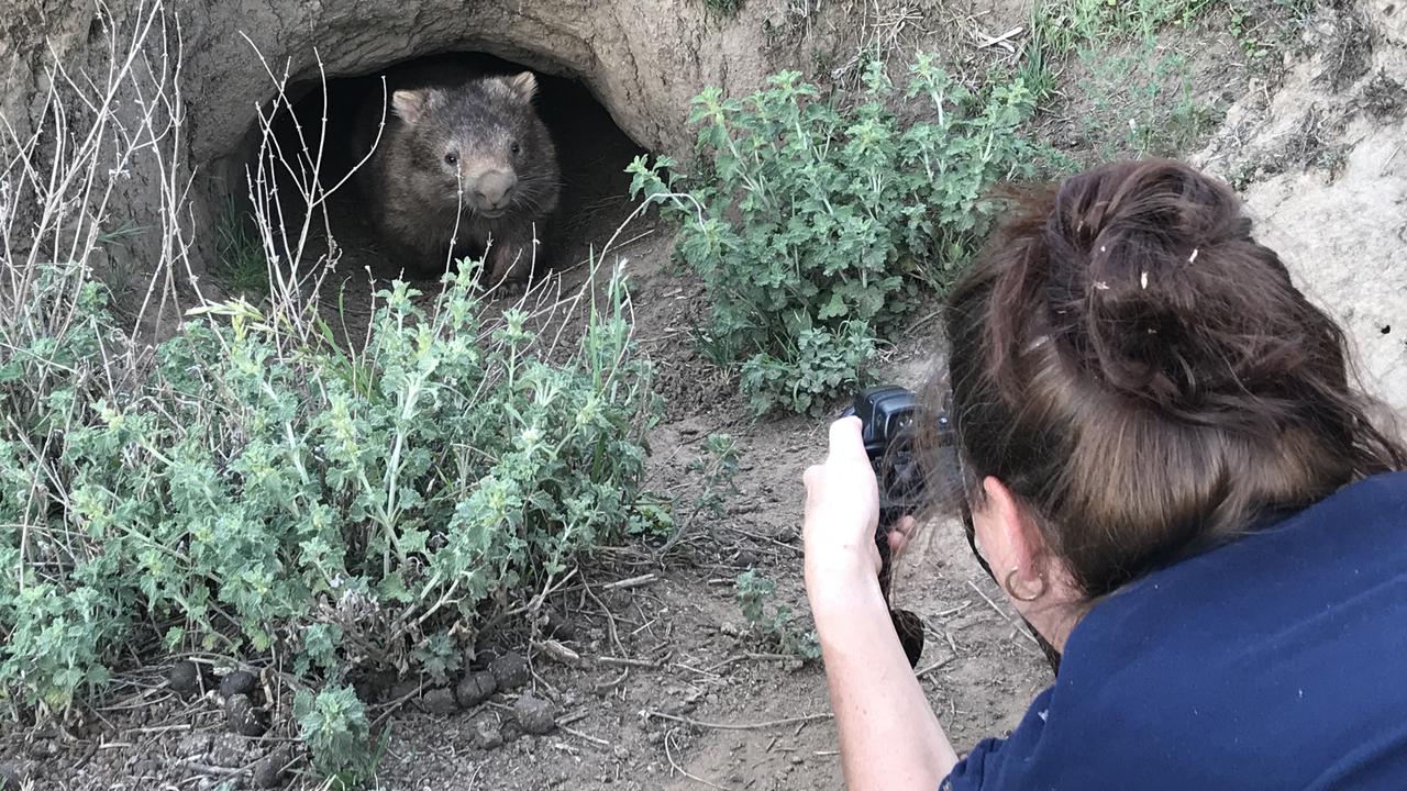 How to save wombats: Aussie volunteer recognised for her work | The ...