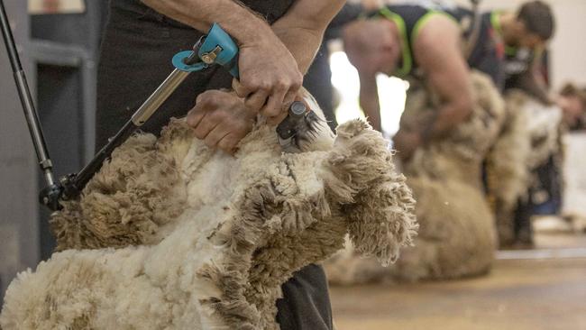 NEWS: Bendigo Sheep and Wool Show 2024Bendigo Sheep and Wool Show 2024PICTURED: Shearer Sam BaconPicture: Zoe Phillips