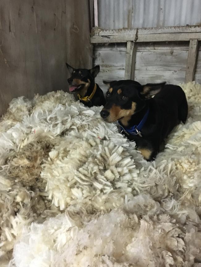 Dog in sheep’s clothing: Lucy, 2, and Ivy, 18 months, trying to pull the wool over our eyes. Pictures: Zeb Broadbent