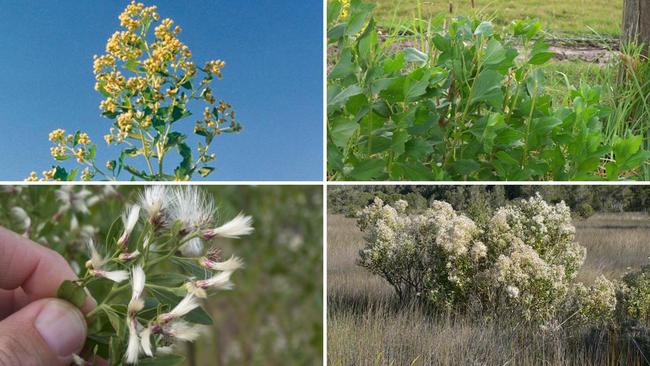 The male and female groundsel bush.