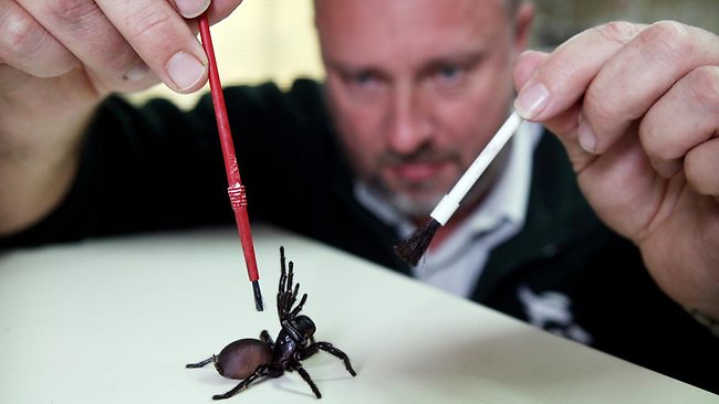 Fires, floods, now funnel-web spiders: Australia facing arachnid boom -  National