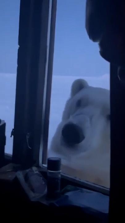 Polar bear caught peering on holiday-goers at night