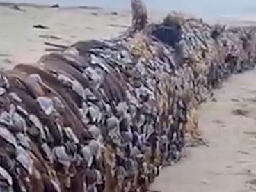 ‘Alien’ log washes up on popular beach