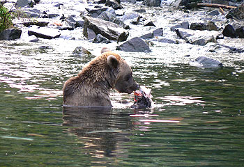 Relaxed ... Donna the bear shows off her fishing skills in the cold waters of Redoubt Bay in Alaska.