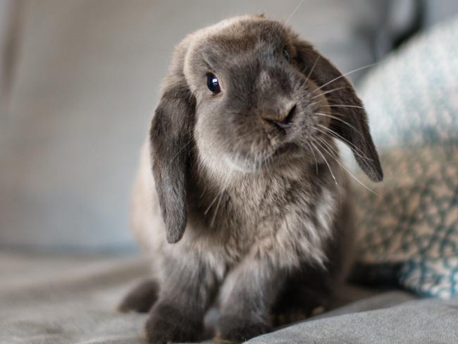 CUTE BUNNY ON THE SOFA