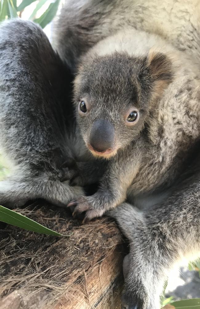 Koala joey Holly at the International Koala Centre of Excellence, Cleland Wildlife Park. Picture: Ashleigh Hunter