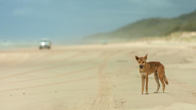 Dingos are just one of the extraordinary sights on 75 Mile Beach. Picture: Kingfisher Bay Resort