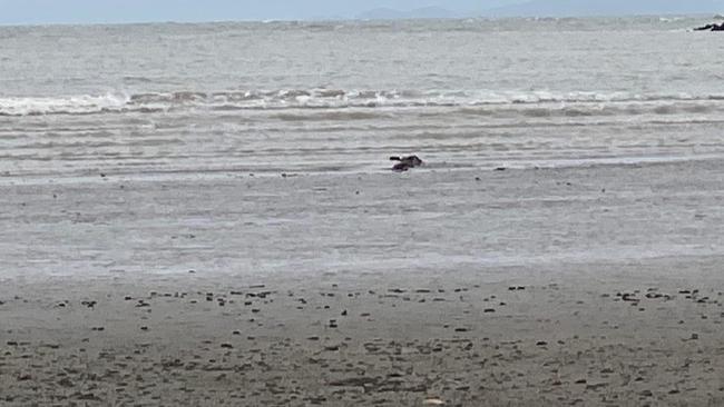 Crocodile spotted at Cape Hillsborough. Photo: Contributed