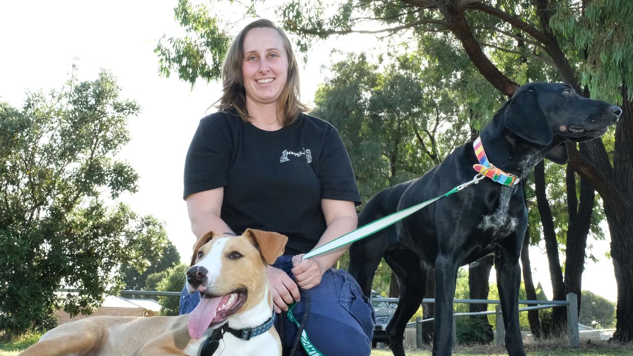 Waggin Tails hit by hard times due to costly vet bills | Geelong Advertiser