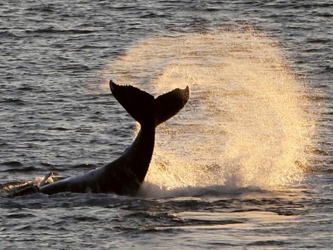 The whale makes a splash. Picture: John Grainger