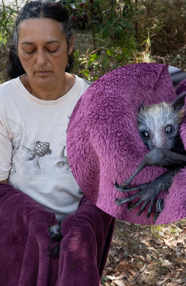 Wildlife rescuer Marjie Spies holds a baby flying fox that fell from its mother in Blackbutt.