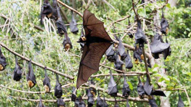 A large percentage of the CBD fruit bat colony roosting in the Anderson Street Conservation Park in Manoora. PICTURE: STEWART McLEAN