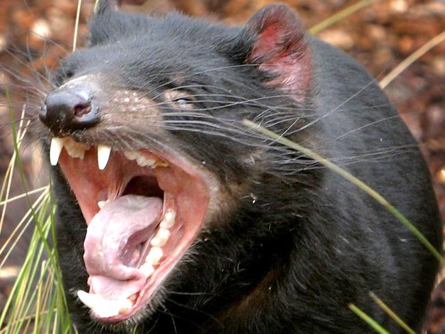 A Tasmanian devil growls at the Copenhagen Zoo in 2006. It was one of four small carnivorous animals given by the state government of Tasmania. Picture: AP Photo/John McConnico