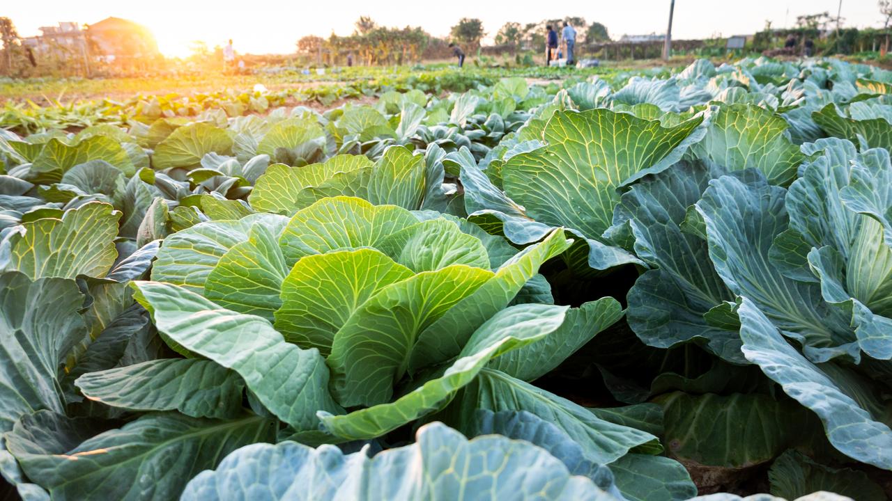 Cabbage has not escaped the veggie crisis.