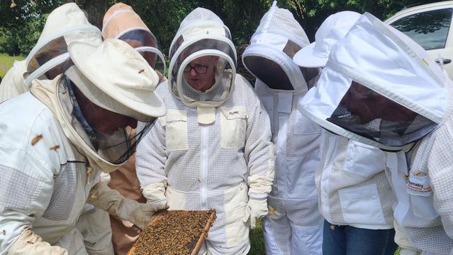 Far North Coast Beekeepers Varroa Mite demonstration. Picture: Chris Shands