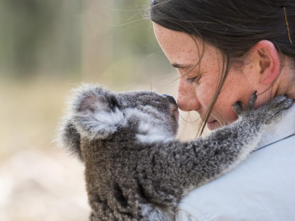 Koala, Land and Wildlife Support (KLAWS) volunteer and vet nurse Kiara Hill and Natalie the rescue koala touch noses in a koala greeting, Thursday, December 10, 2020. Picture: Kevin Farmer