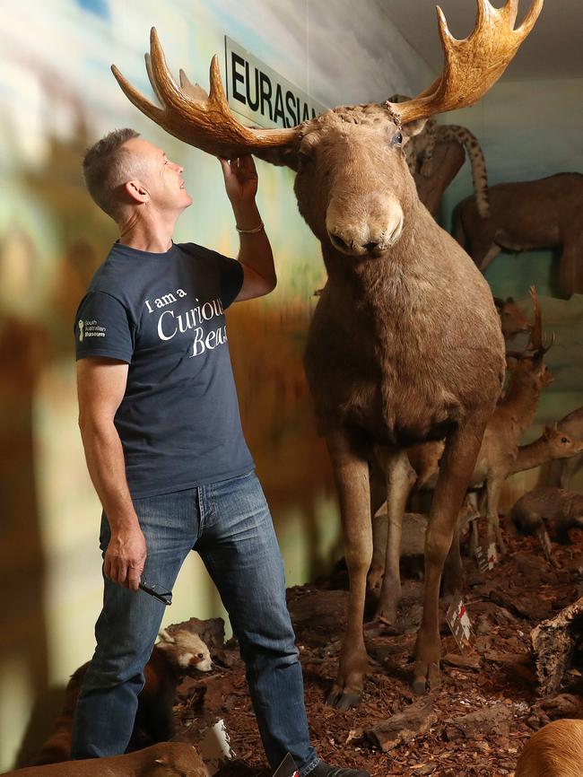 SA Museum taxidermist Jo Bain with a former moose. Picture: Calum Robertson