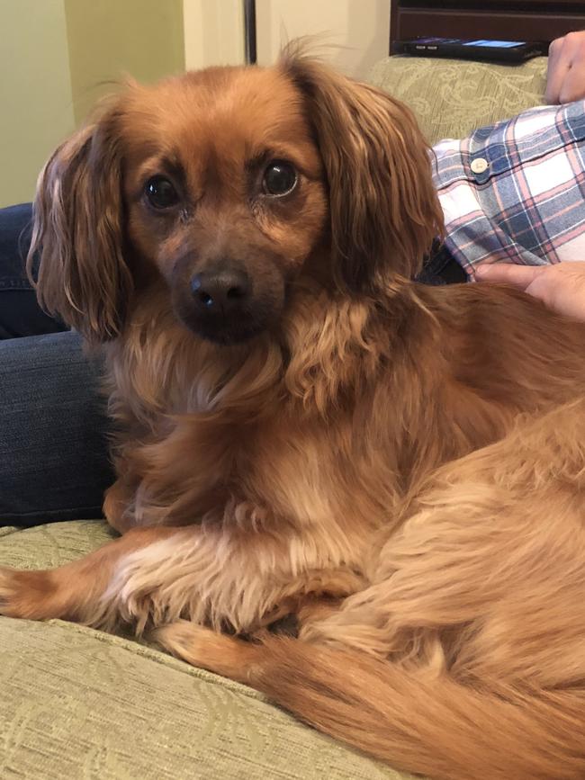 Alfie, sent in by Ursula Hickey, Fulham Gardens.