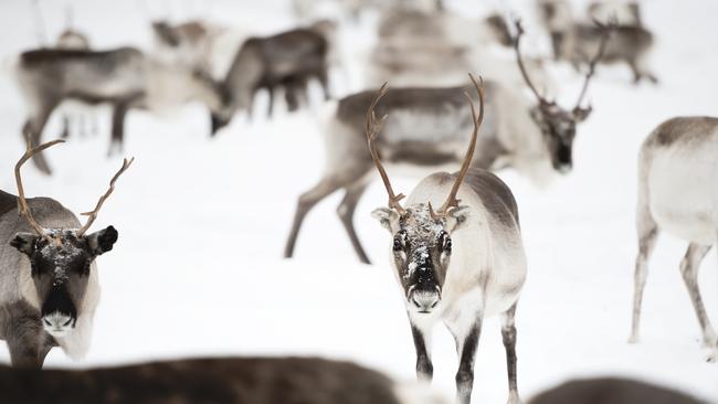 Lauren Bath photographed this herd of reindeer at Porotila Reindeer Farm, Ivalo, Finland. Picture: @laurenbath