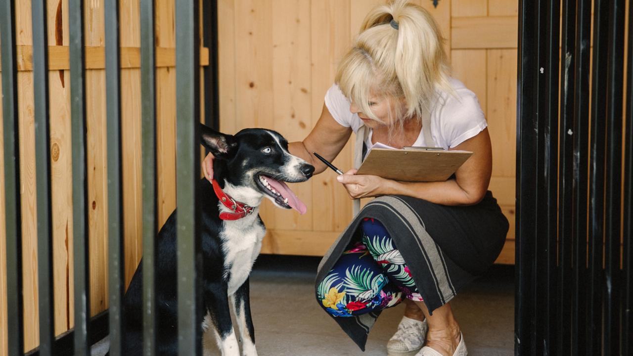 You need to ensure the doggy daycare has been served with the right documents. Picture: iStock