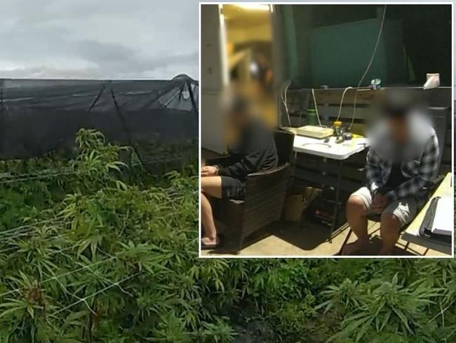 Massive drug bust: Men arrested, 1750 cannabis plants seized