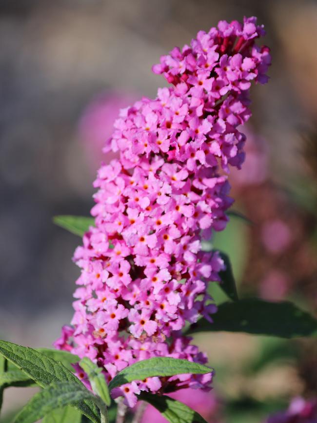 Buzz ‘Soft Pink’.