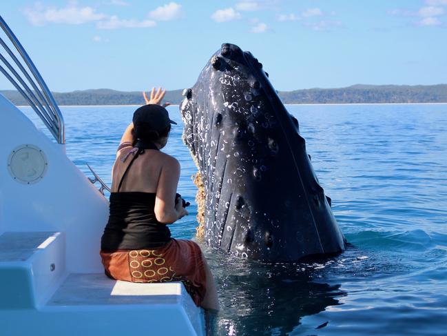 Cassie Smith reaches out to a whale on Blue Dolphin Marine Tours. Picture: Bec Baxter