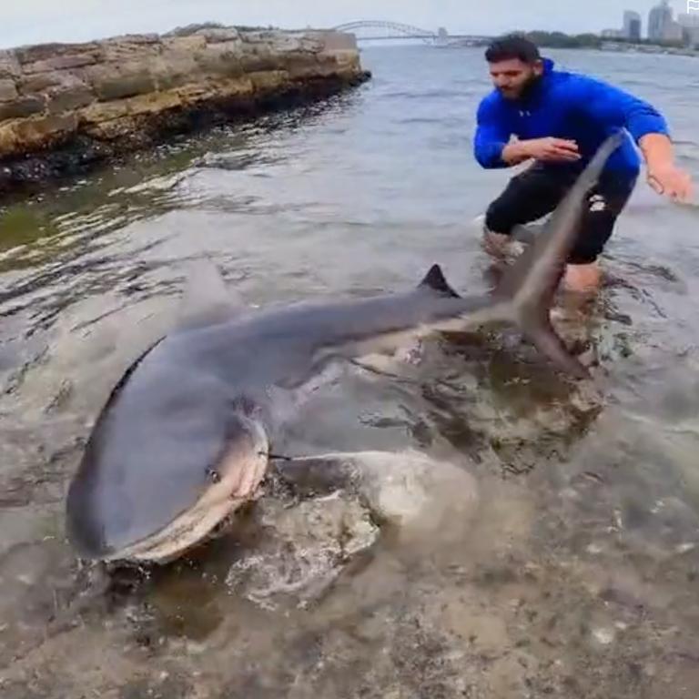 Sydney shark attack risk rises as warmer weather lures predators ...