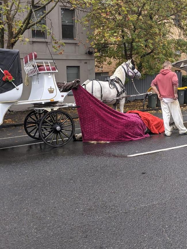 A horse pulling a carriage collapsed and died on Arden St, North Melbourne in March 2021.