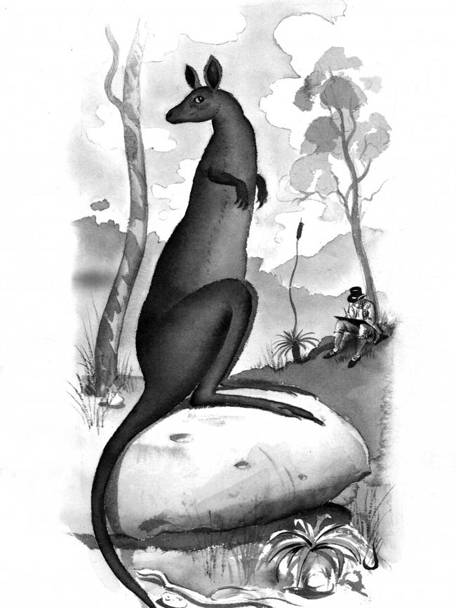 An illustration by Sir Joseph Banks of a kangaroo